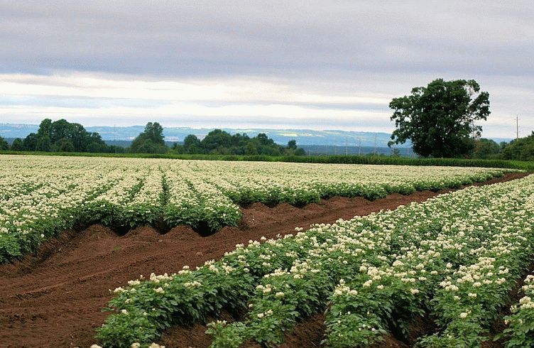 Чем подкармливать картофель при посадке и во время цветения