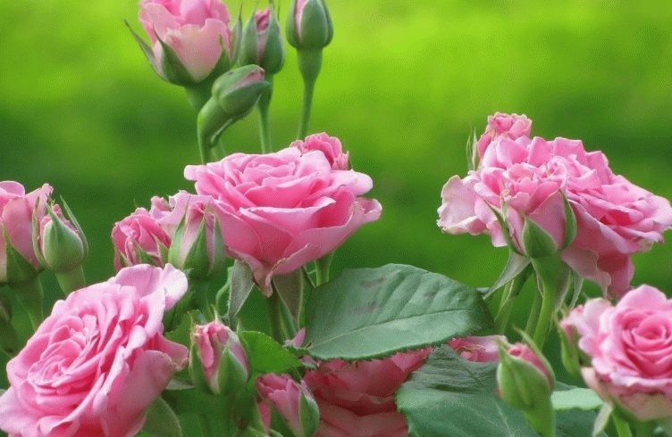 Чем подкармливать садовые розы для обильного цветения и во время его?