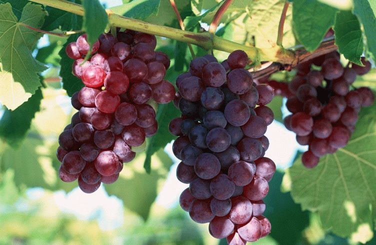 Чем подкармливать виноград при посадке и во время цветения?