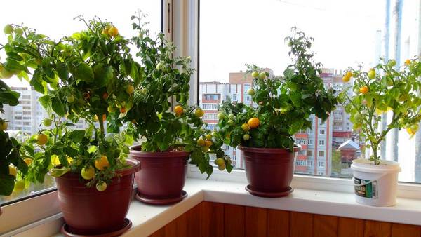 Что нужно знать о выращивании помидоров на балконе