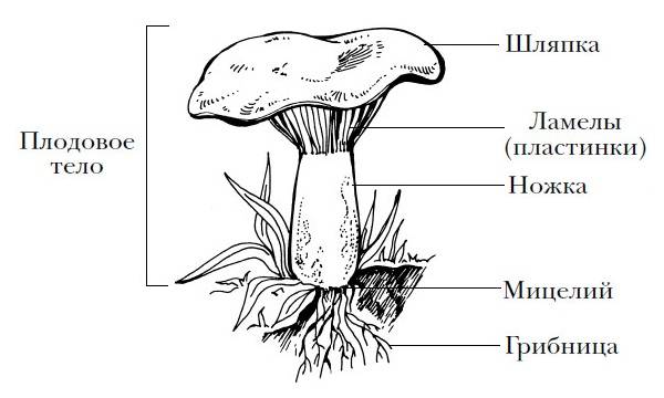 Два способа выращивания белых грибов