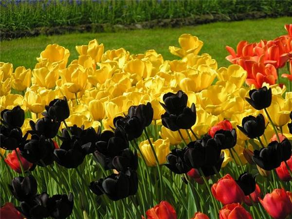 Грунт и теплица: как выращивать тюльпаны правильно?