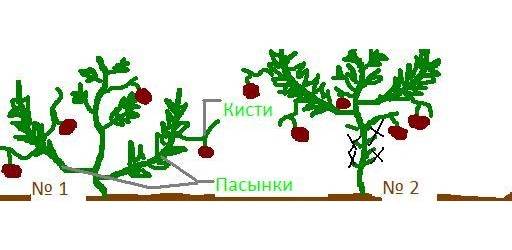 Как формировать помидоры в теплице в два стебля пошагово схемы