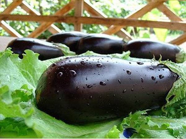 Как посадить баклажаны в теплице: подробная инструкция