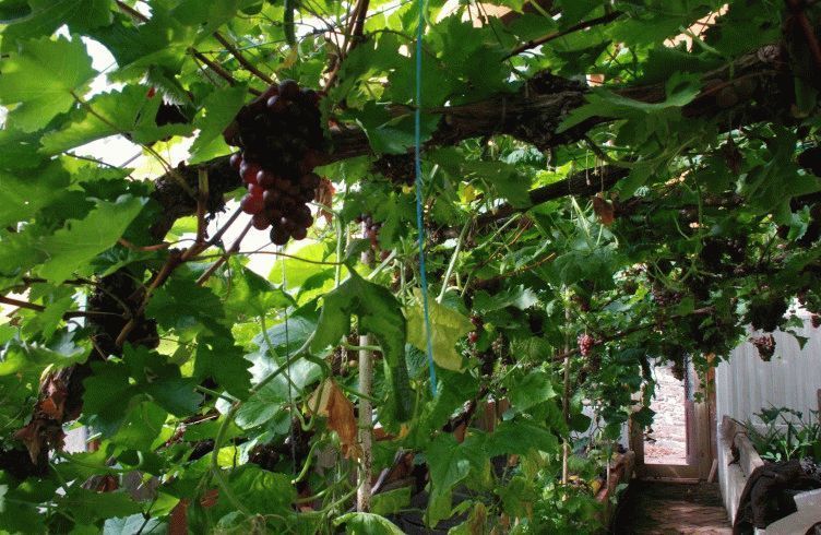 Как в Ленинградской и Московской области вырастить в теплице виноград