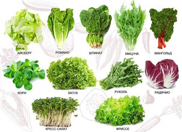 Как выращивать листовой салат