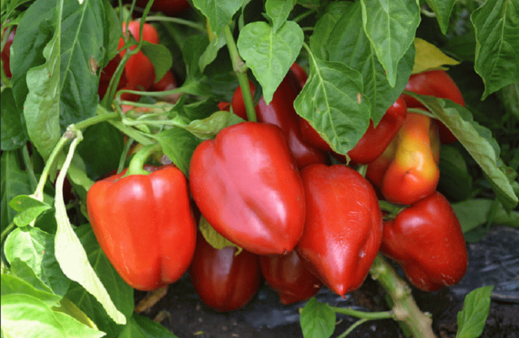 Как выращивать перец в теплице и открытом грунте — посадка и уход
