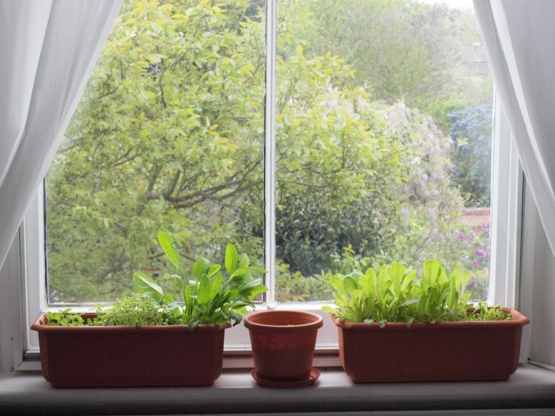 Как вырастить базилик на подоконнике из семян в квартире