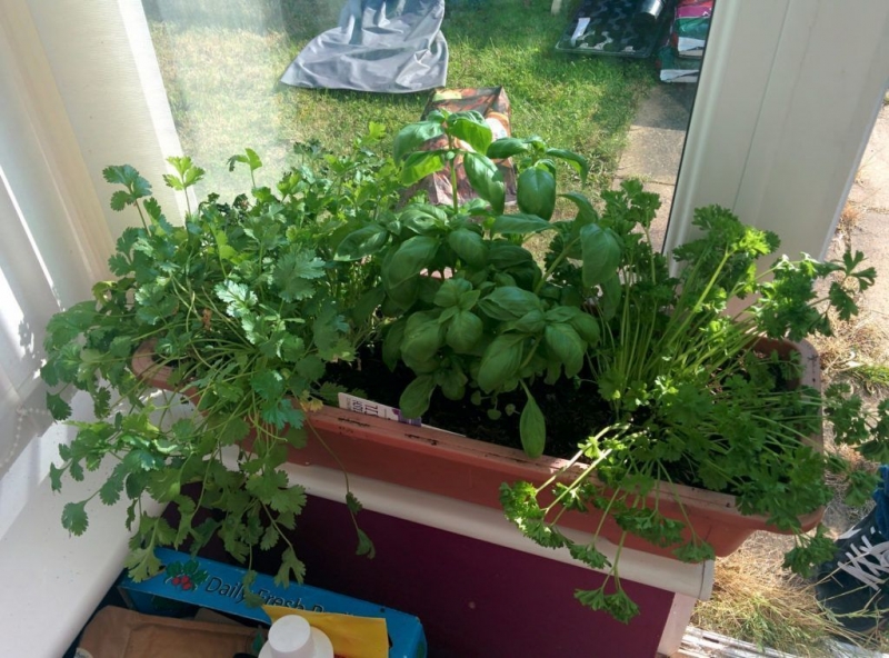 Как вырастить базилик на подоконнике из семян в квартире
