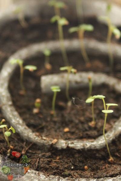 Как вырастить клубнику из семян - посадка семян и уход, инструкция, советы и секреты