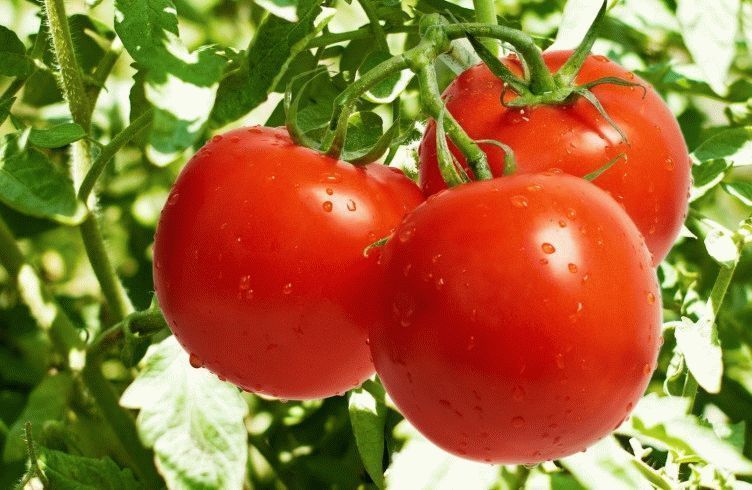 Как вырастить помидоры в открытом грунте в Ленинградской и Московской области