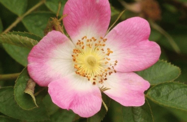 Как вырастить шиповник из семян для окулировки роз – посадка и уход