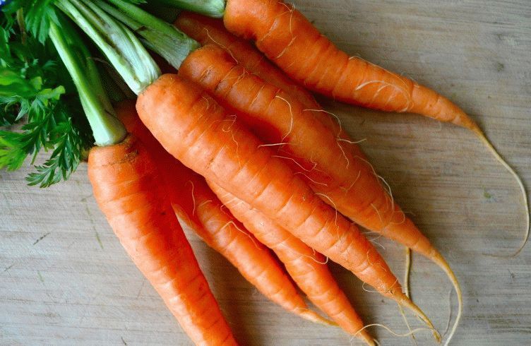 Как вырастить сладкую морковь в открытом грунте — посадка и уход
