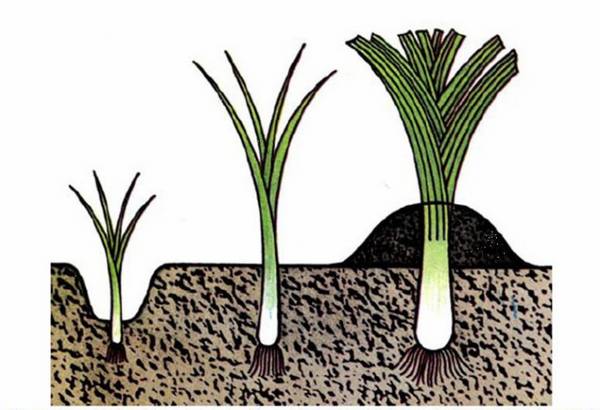 Как вырастить в теплице различные сорта лука?