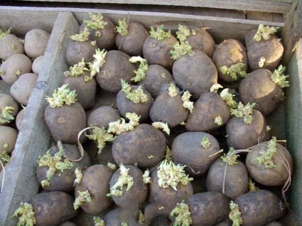 Картофельные хлопоты: подготовка к посадке