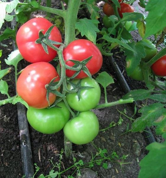 Лучшие сорта тепличных и грунтовых томатов для Сибири