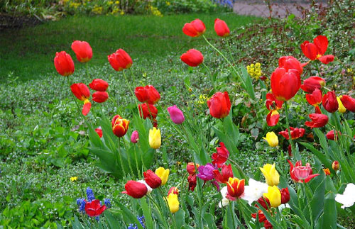 Нежная красота тюльпанов в Вашем саду 