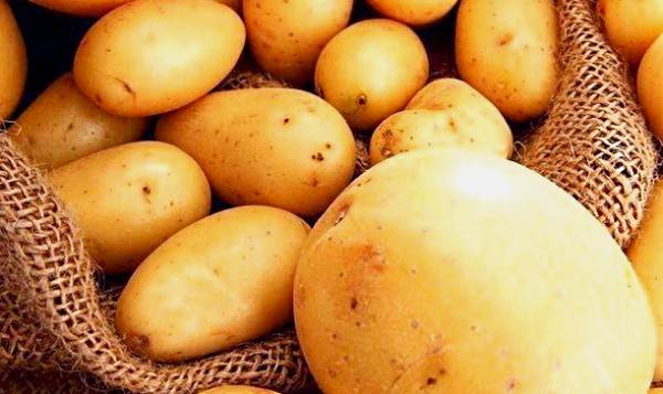 Описание и характеристика сорта картофеля Удача