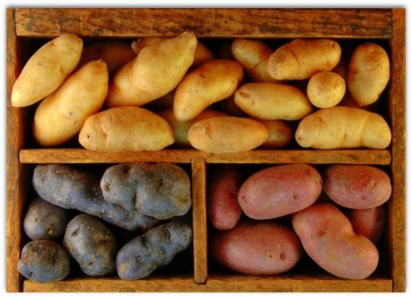 Описание и характеристика сорта картофеля Удача