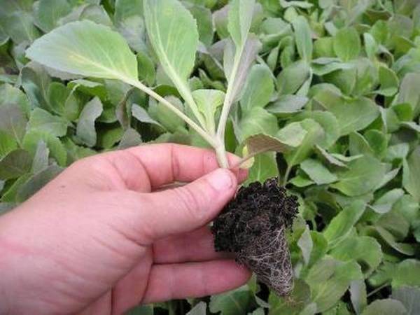 Особенности выращивания белокочанной капусты