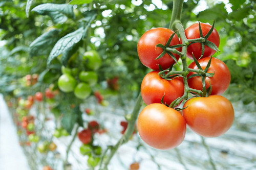 Особенности выращивания тепличных помидор 