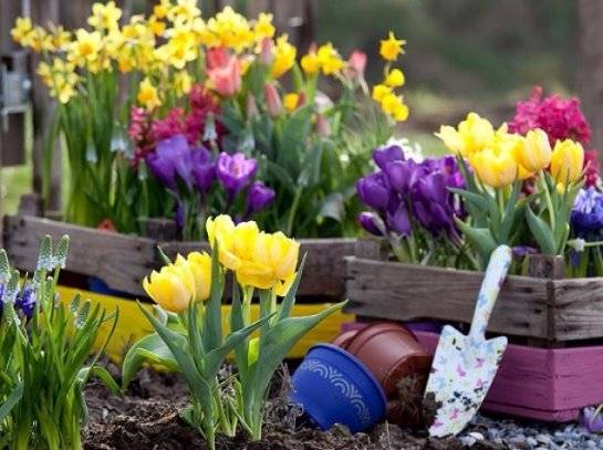 Посадка тюльпанов весной в грунт - как посадить цветы, чтобы они цвели?