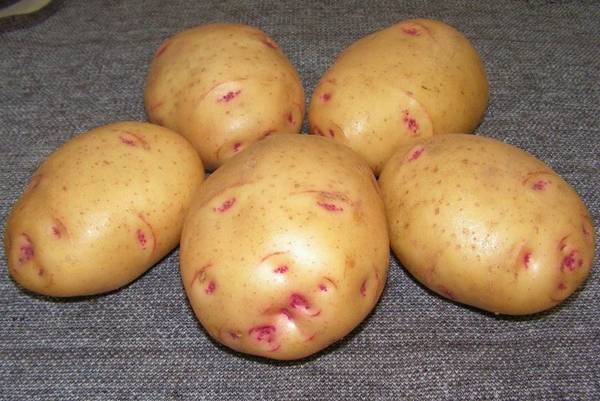 Преимущества популярного сорта картофеля Тулеевский