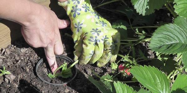 Размножение в саду клубники: основные способы и нюансы