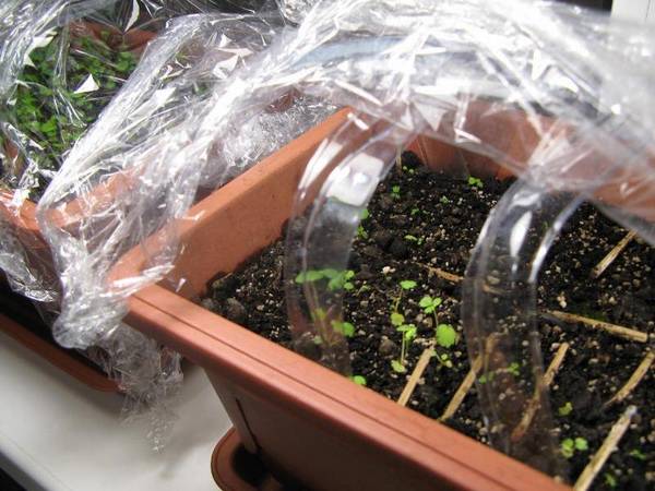 Размножение в саду клубники: основные способы и нюансы