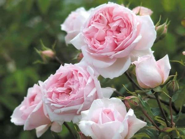 Роза чайная  ароматная красавица в саду и в доме