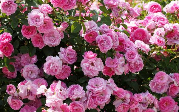 Роза чайная  ароматная красавица в саду и в доме