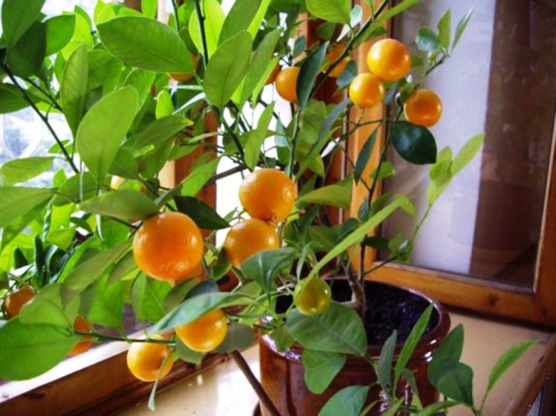 Съедобны ли домашние мандарины. Уход и выращивание комнатных мандарин