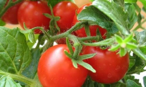 Сорта томатов и схема их посадки