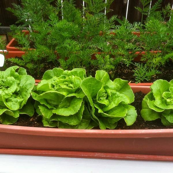 Создаем огород на балконе или на окне: что выращивать и как?