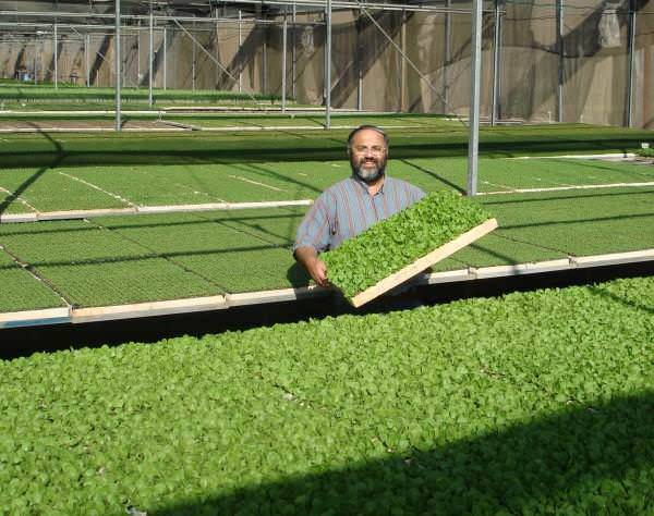 Выращивание зелени в теплице как бизнес: преимущества, особенности, способы реализации урожая