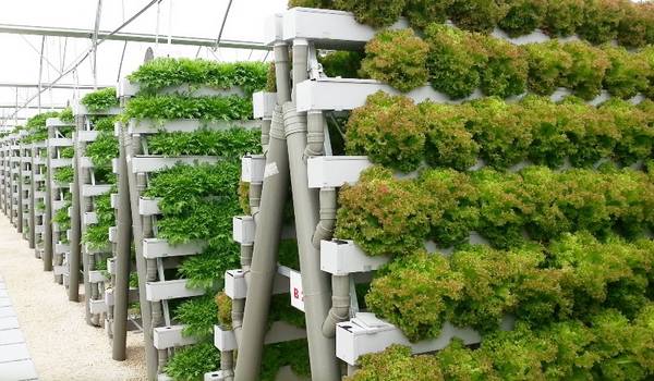 Выращивание зелени в теплице как бизнес: преимущества, особенности, способы реализации урожая