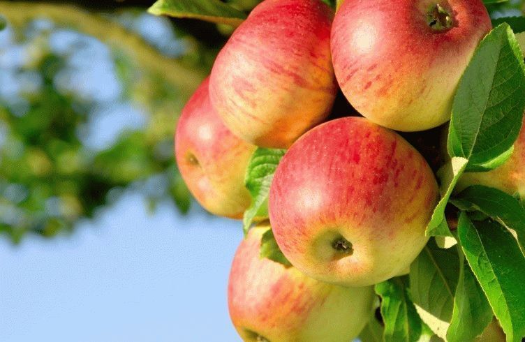 Чем подкармливать яблони весной и осенью для хорошего урожая?