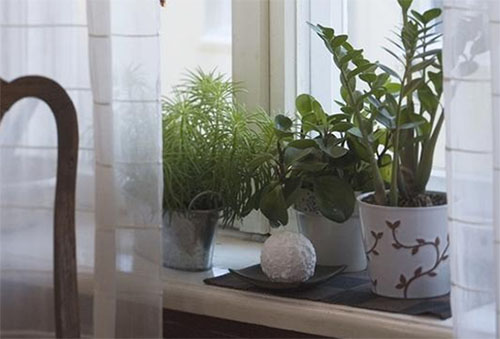 Домашние растения: чем украсить вашу квартиру? 
