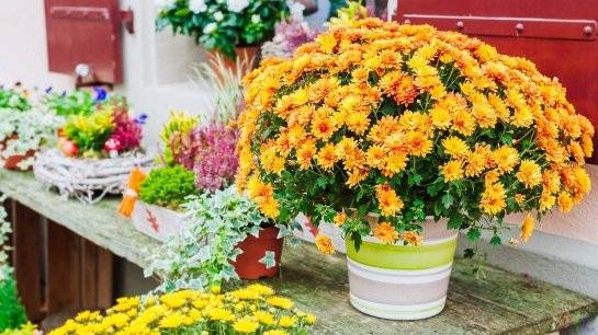 Домашняя хризантема в горшке: уход за маленьким очарованием