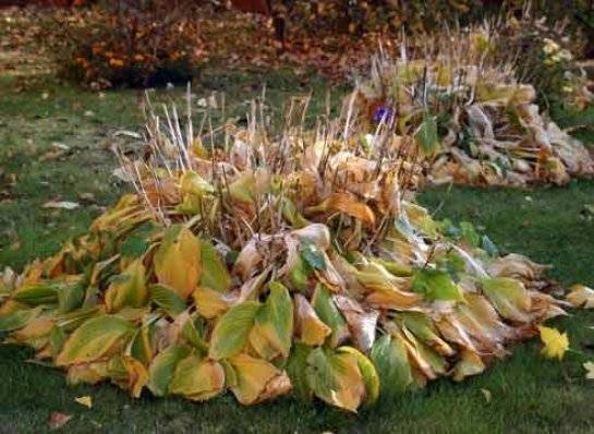 Хризантемы: уход осенью, подготовка к зиме