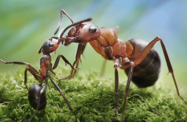 Как бороться на даче с муравьями — какие есть способы?