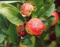 Как бороться с яблоневой паршой – методы и средства?