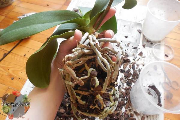 Как пересадить орхидею в домашних условиях  пересадка пошагово, грунт, полив
