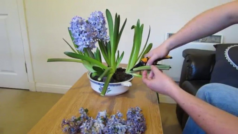 Как правильно ухаживать за гиацинтом до и после цветения