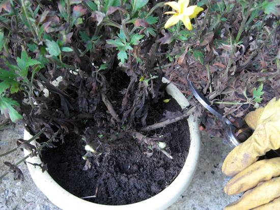 Как ухаживать за шаровидной хризантемой: выращивать и размножать?