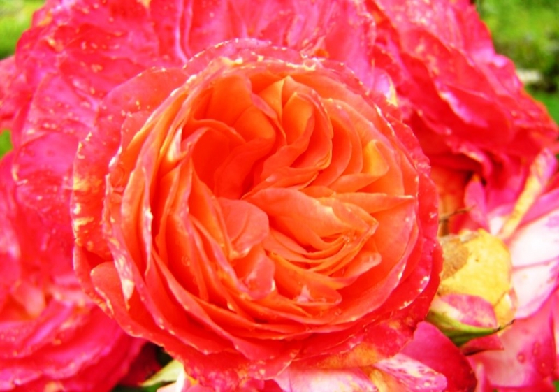 Какие сорта желтых роз Флорибунда пользуются спросом у садоводов и флористов