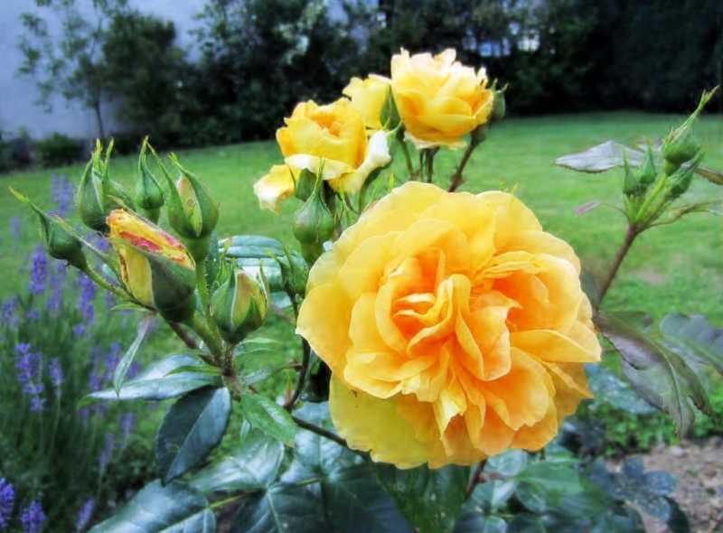 Какие сорта желтых роз Флорибунда пользуются спросом у садоводов и флористов