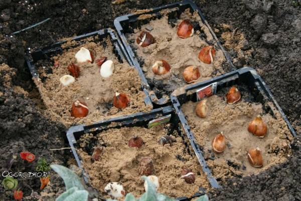 Когда сажать луковицы тюльпанов осенью  сроки и время, температура воздуха и почвы