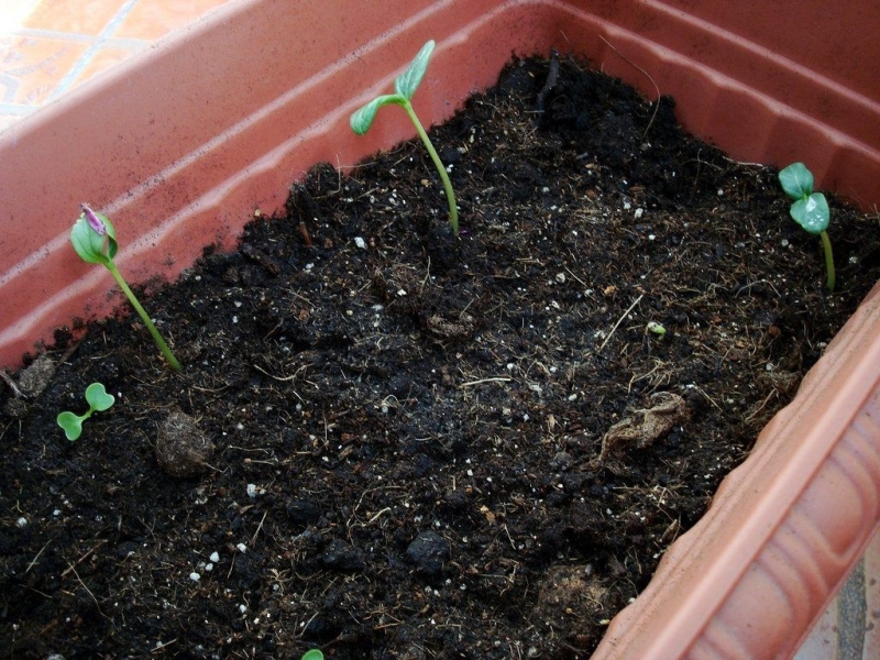 Крукнек скрудж — выращивание, посадка, размножение и уход