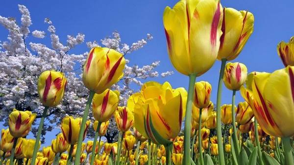 Нежные цветы тюльпаны: посадка и уход себе на радость